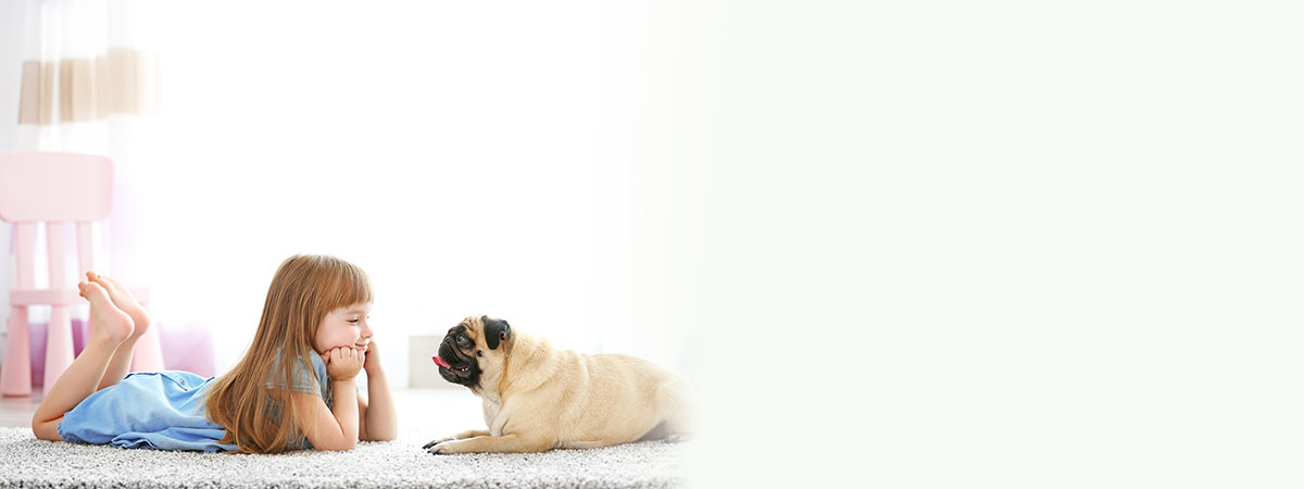 pet stain removal, carpet cleaning